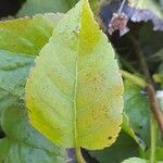 Eurybia macrophylla Leaf