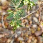 Euphorbia hyssopifolia आदत