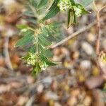 Euphorbia hyssopifolia 整株植物