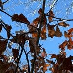 Quercus marilandica Hoja