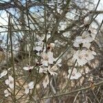 Prunus scoparia Flor