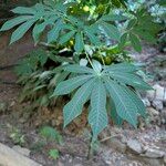 Manihot grahamii Leaf