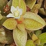 Crassula volkensii Flower