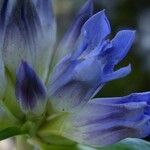 Gentiana walujewii Otro