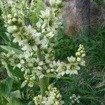 Veratrum californicum Flower
