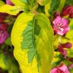 Weigela hortensis Leaf