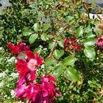 Rosa californica Flor