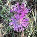 Galactites tomentosusFlower