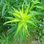 Euphorbia lucida फूल
