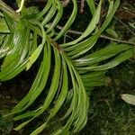 Monstera tenuis Leaf