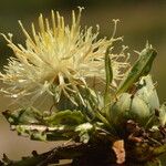 Centaurea acaulis Habitat