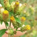 Pentanema squarrosum Flower