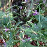 Prenanthes purpurea Habit