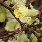 Corylopsis pauciflora Flower