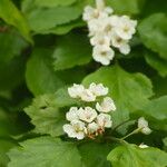 Crataegus mollis 花