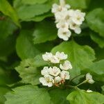 Crataegus mollis फूल