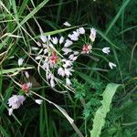 Allium roseum Flower