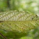 Cordia nodosa Blatt