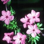 Phlox glaberrima ফুল