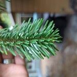 Abies amabilis