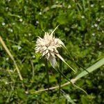 Rhynchospora colorata Blüte