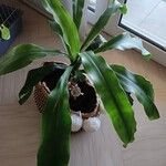 Dracaena fragrans List