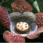 Rafflesia lobata Flower