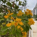 Senna macranthera Fleur