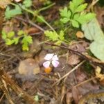 Geranium robertianumVirág