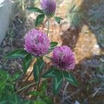 Trifolium pratenseFlower