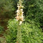 Digitalis lanata花