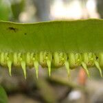 Bulbophyllum renkinianum Kwiat