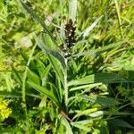 Omalotheca norvegica Leaf