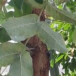 Eucalyptus camaldulensis Blad