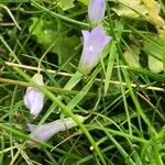 Wahlenbergia hederacea Flor