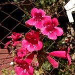 Penstemon parryi Flower