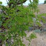 Colutea arborescens برگ