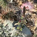 Calliandra eriophylla Lapas