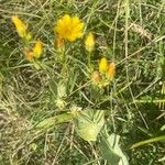 Blackstonia perfoliata Blad