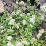 Galium eriocarpum Habit
