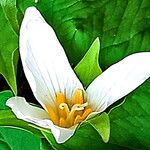 Trillium ovatum Кветка