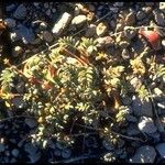 Astragalus monoensis Hábito