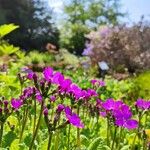 Primula sieboldii Kvet