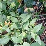 Silene baccifera Leaf