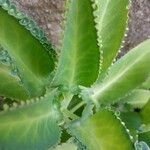 Kalanchoe ceratophylla Листок