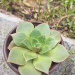 Echeveria longissima Hoja