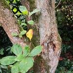 Quercus aliena Bark