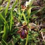 Ophrys speculum Квітка