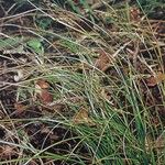 Carex frigida Libunga