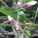 Chamaecytisus purpureus برگ